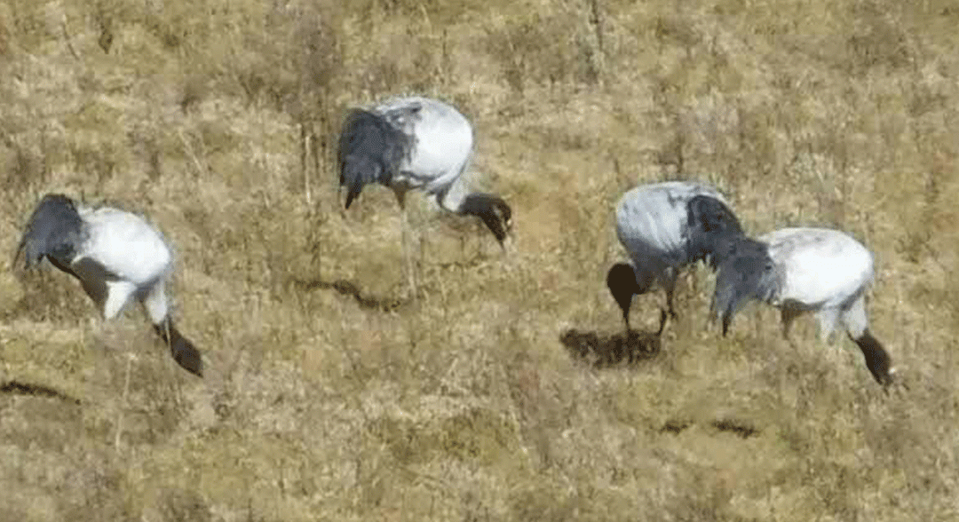Black Necked Crane Festival