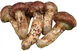 Matsutake Festival