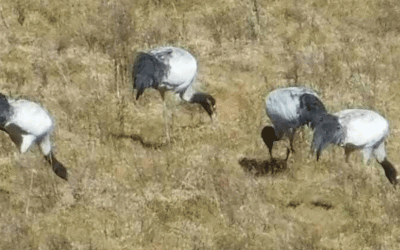 Black Necked Crane Festival